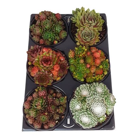 Gardenline Sommer Arrangement Er Tray Von Aldi S D Ansehen