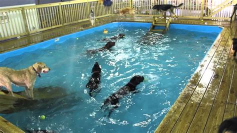 Virginia Doggie Daycare Throws Summer Pool Party For Their Canine