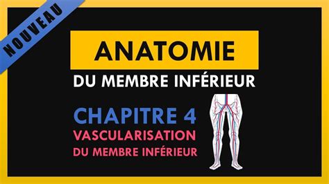 Anatomie Du Membre Inf Rieur Chapitre Vascularisation Du Membre