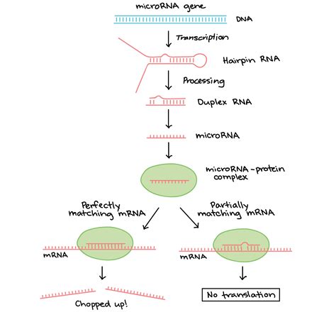 Transcription Biology For Majors I