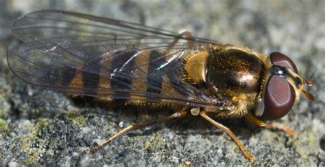 Diptera Info Discussion Forum Epistrophe Nitidicollis Melangyna