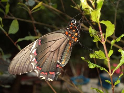 Butterfly Lepidoptera Insect Free Photo On Pixabay Pixabay