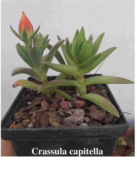 Crassula Capitella: Care And Propagation - Succulent Path