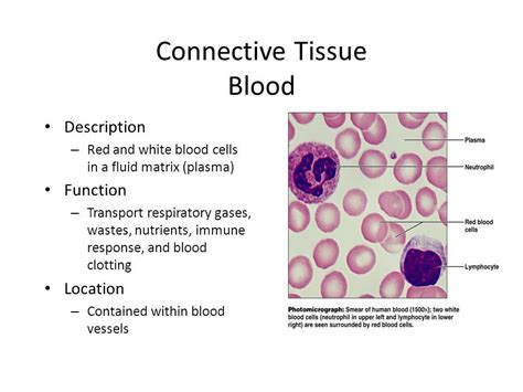 Fluid Connective Tissue Blood Diagram With Platelets Blood C