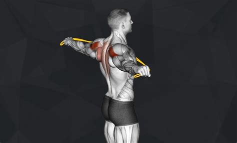 The 10 Best Rhomboid Exercises (Updated 2024) - Jacked Gorilla