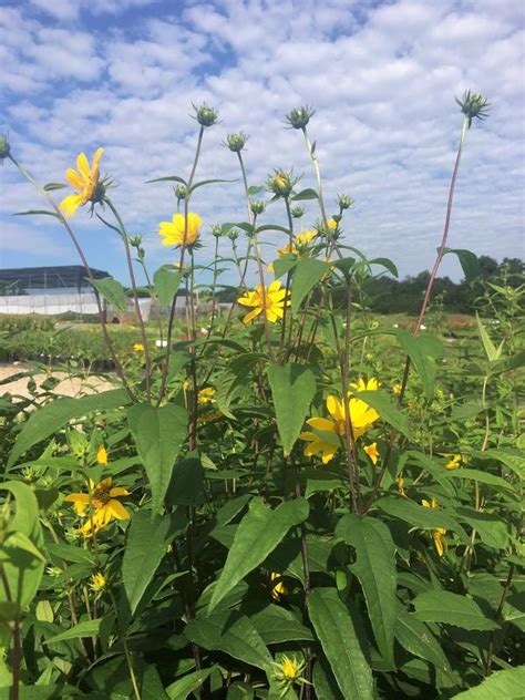 Helianthus divaricatus Woodland Sunflower from Babikow Wholesale Nursery