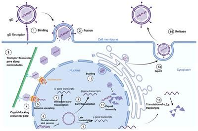 Frontiers Herpes Simplex Virus As An Oncolytic Viral Therapy For