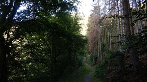 Tote Bäume im Wald Altena drohen zu stürzen Spaziergänger in Gefahr