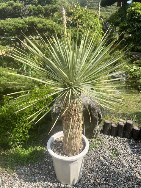 花芽 花 太株 ユッカ ロストラータ 耐寒性 15度 ドライガーデン 地植え シンボルツリー Yucca ガーデニング 庭 地植え ユッカ