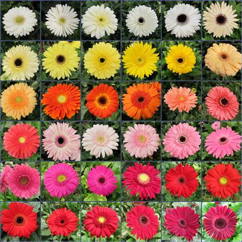 A Gerbera Daisy Chart Sampling Gerbera Daisy Colors Flower Care Gerbera