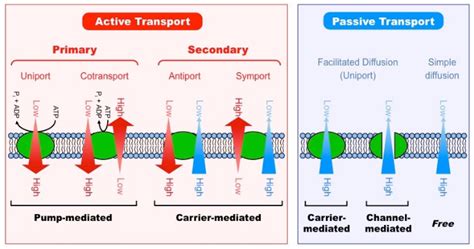 Active Transport Vs. passive Transport: 12 General differences with Examples - Viva Differences