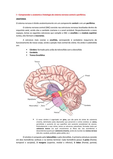 Apg Apg I I Compreender A Anatomia E Histologia Do Sistema