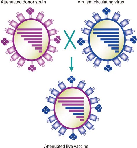 Generation of reassortant live attenuated influenza vaccine (LAIV ...