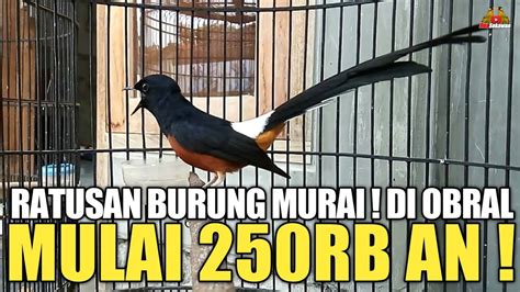 KIOS GILA JUAL MURAI MULAI 250RB AN DAN SEMUA JENIS BURUNGNYA DI