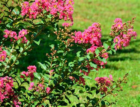 Crape Myrtle Bush Free Stock Photo Public Domain Pictures