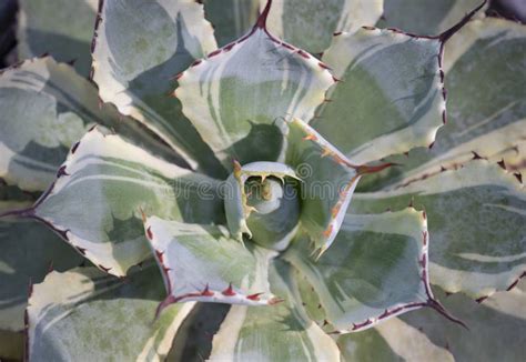 Close Up Of Agave A Green Succulent Plant With A Short Stem And