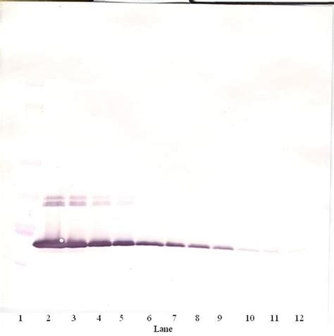 Il Polyclonal Antibody Peprotech Invitrogen G Unconjugated