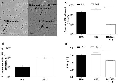 B Bacteriovorus Bd2637 Preying On C Necator H16 Accumulating Phb A