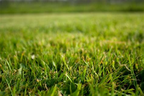 Lush lawn grass stock photo. Image of growth, lush, green - 14001056