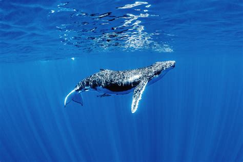 Humpback Whale / Humpback Whales Megaptera Novaeangliae Underwater View ...