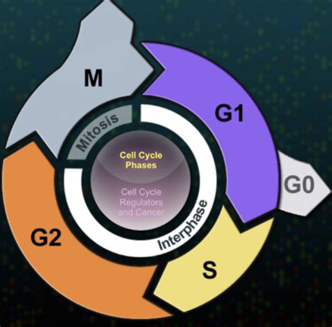 Mitosis: Interphase - Cell Cycle Flashcards | Quizlet