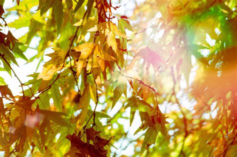 Free Images Nature Forest Branch Light Sunlight Leaf Green