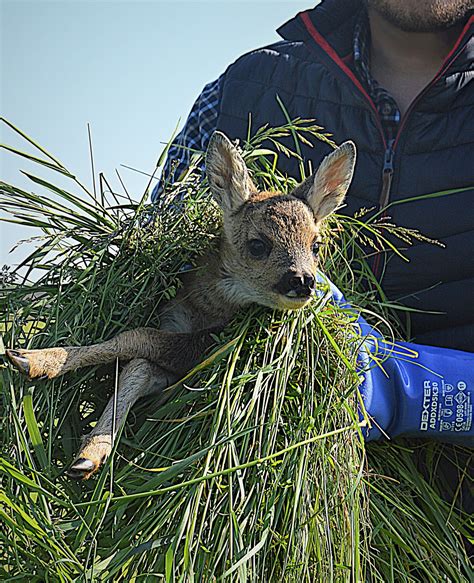 D Tecfaune Les Premiers Faons Sauv S Chasseurs De L Est