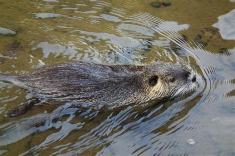 Nutria Invasive Species Council Of British Columbia