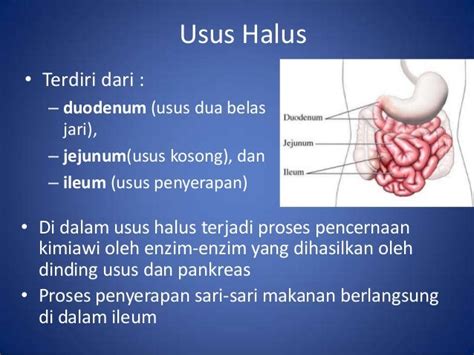 Sistem Pencernaan Manusia