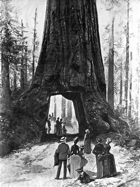 Wawona Tree The Tunnel Tree - Giant Sequoia