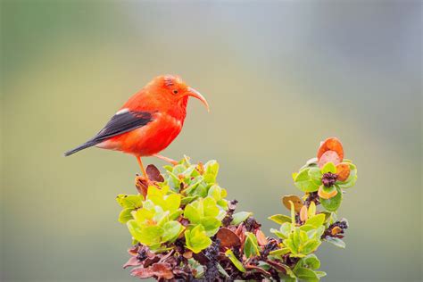 11 of the Prettiest Birds to Add to your Life List - Birdwatching Guide