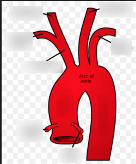 Aortic Arch Diagram Quizlet