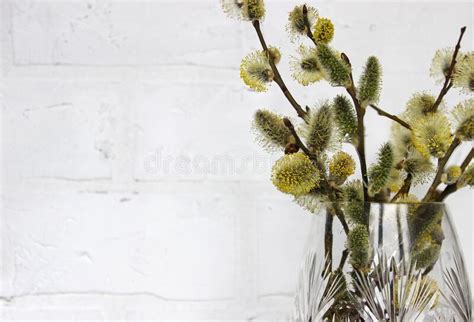 Pussy Willows Laying Table Stock Photos Free Royalty Free Stock Photos From Dreamstime