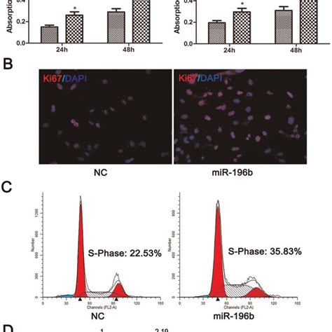 Mir B Functions As An Oncogene Via Promoting Cell Proliferations In