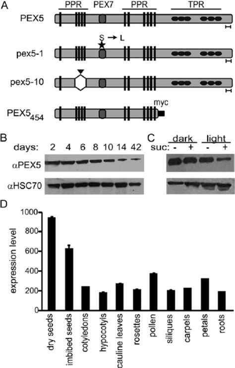 Pex5 Gene Expression And Protein Concentration A Cartoon