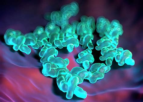 Campylobacter Jejuni Bacteria Photograph By Science Artwork Science Photo Library Pixels