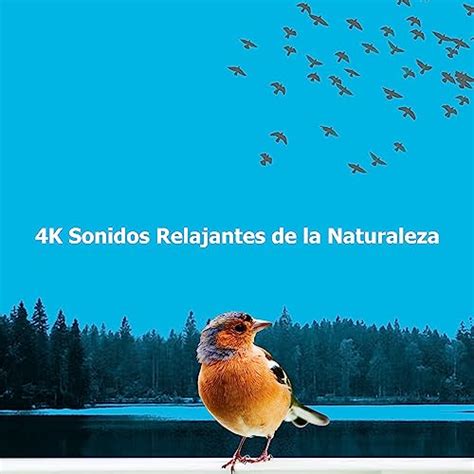 Amazon Music Sonidos De Aves K Sonidos Relajantes De La Naturaleza