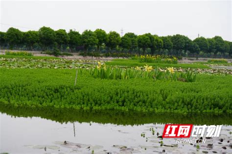 大通湖：洞庭之心 点水成“金”湖南民生网