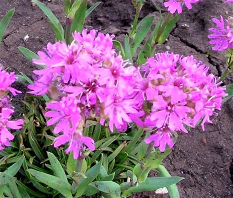 Lychnis Alpine Catchfly Lychnis Alpina Seeds