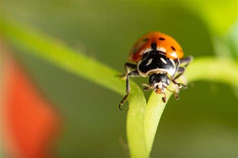 Premium Photo Ladybug Beautiful Details Of A Small Ladybug Seen