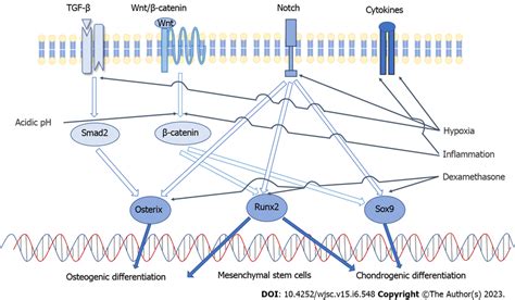 Signaling Pathways Involved In Osteogenic And Chondrogenic