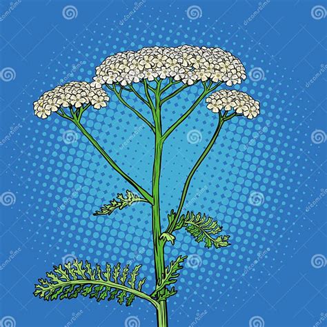 Plantas Medicinales De Yarrow Achillea Millefolium Ilustración Del Vector Ilustración De