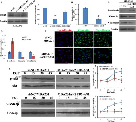 Knockdown Of Lncrna‐zeb2‐as1 Down‐regulated Zeb2 Expression Through