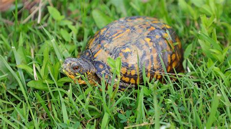 What You Need To Know To Mow A Turtle-Friendly Lawn