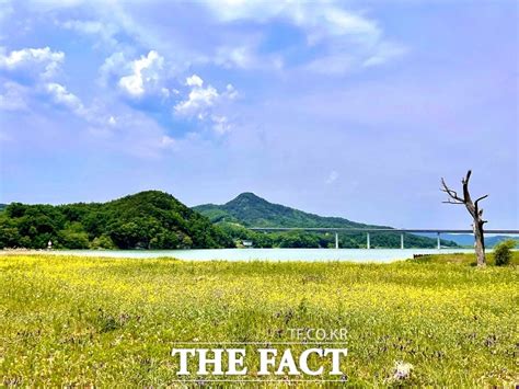 노란색 물감 뿌려진 의성 단밀 수변공원유채꽃 만발 전국 기사 더팩트