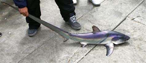 Common Thresher Shark