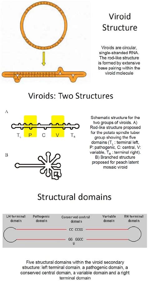 Viroids- The smallest Pathogen - Biology Ease