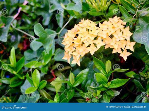 Fresh Yellow Ixora Flowers In A Garden Stock Photo Image Of Flower