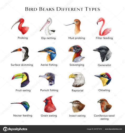 Bird Beaks Different Types Illustration Set Hand Drawn Various Bird ...