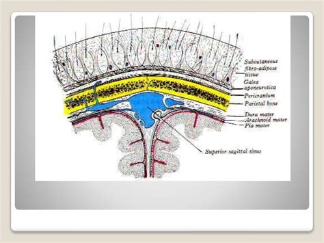 Anatomy of scalp